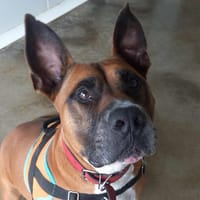 KHEOPS QCN, chien à adopter