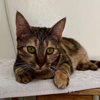 SWEETY, chatte à adopter
