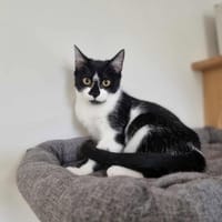 Anette, chatte à adopter