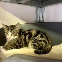 Minato, chat à adopter