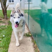 ALASKA, chien à adopter