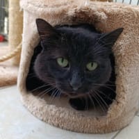 Harald, chat à adopter