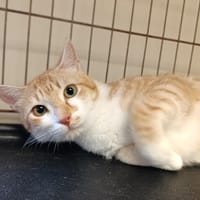 Ragnar, chat à adopter