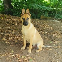 AÏKO, chien à adopter