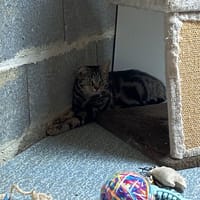ada, chatte à adopter