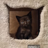 Mowgli, chat à adopter
