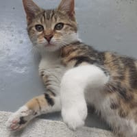 Abby d'Orly, chatte à adopter