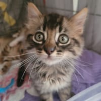 Turbo, chat à adopter