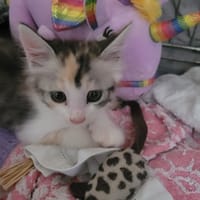 Phenicia, chatte à adopter