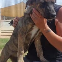 Kira, cane femmina da adottare