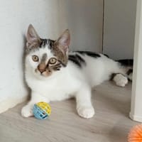 ARSOUILLE, chat à adopter