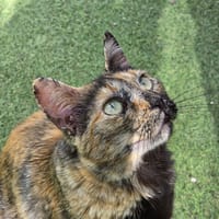 Abril, chatte à adopter