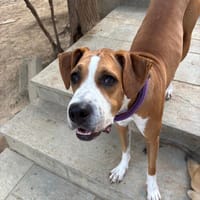 faith, chienne à adopter