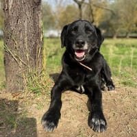 frixus, chien à adopter