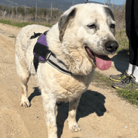 katia, chienne à adopter