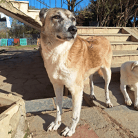 kira, chienne à adopter