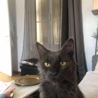 Videl, chatte à adopter