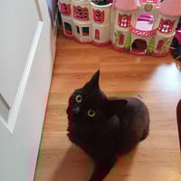 Rocco, chat à adopter