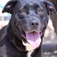PUNKIE (Maria), chienne à adopter