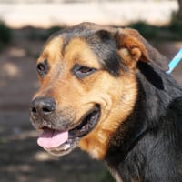 TRUMAN  (Martina), chien à adopter