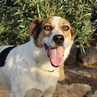 RONNIE  (Martina), chien à adopter
