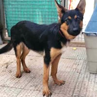 CLAUDIA (Maria), chienne à adopter