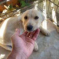 Aura, chienne à adopter