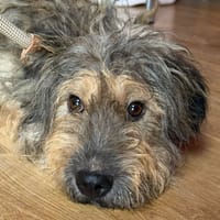 GRACE (Maria), chienne à adopter
