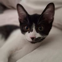 Gina, chatte à adopter