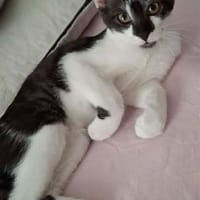 Zorro, chat à adopter