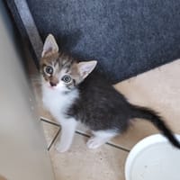 GRIBOUILLE, chat à adopter