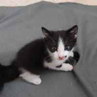 °OREO°, chat à adopter