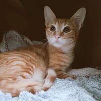 SUNNY, chat à adopter