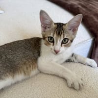 VICKIE, chatte à adopter