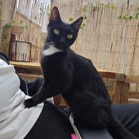 LUNA, chatte à adopter