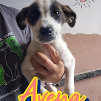 AVENA sorellina di Nocciolino, cane femmina da adottare