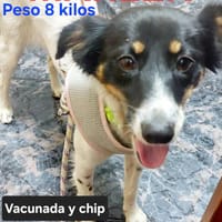 Marlen, perra en adopción
