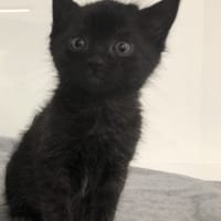 Zmora, kotka do adopcji