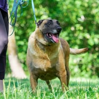 Ozzy, pies do adopcji