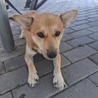Kleiner Saxon sucht eine Familie, Hund zur Adoption