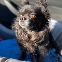 Taylor ein Senior verliert sein Zuhause, Hund zur Adoption