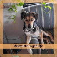 Zuckermaus RONJA sucht ihr Zuhause ❤, Hündin zur Adoption