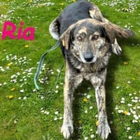 Ria Seelenhündin sucht Herzensmensch!, Hündin zur Adoption