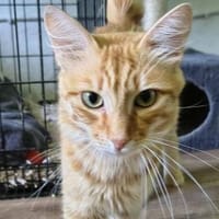COOPER - kleiner Traumkater in orange!, Kater zur Adoption
