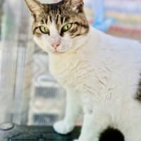 Menschenbezogene Katze Chloe, Katze zur Adoption