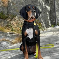 Jack sucht ein Zuhause, Hund zur Adoption