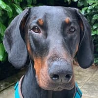 TULIO - verträglicher Prachtkerl, Hund zur Adoption