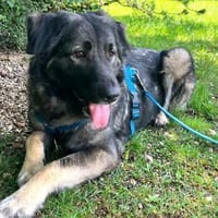 MILLA - sanfte&verschmuste Hundedame, Hündin zur Adoption