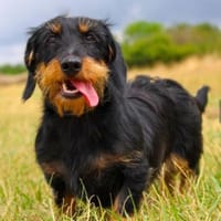 Sunny su. Dackelfans, Hündin zur Adoption