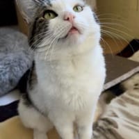 Nala, Katze zur Adoption